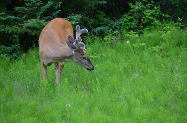 Kanada, Saskatchewan 'da yaz başında kadife boynuzlu beyaz kuyruklu geyik geyiği.