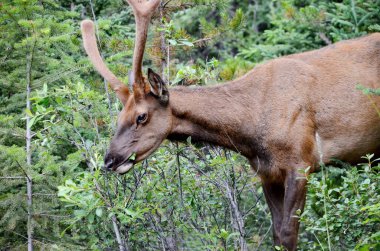 Kadifede boğa geyiği, Jasper Ulusal Parkı 'nda yiyecek arıyor.