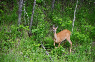 Kanada, Saskatchewan 'da yaz otlaklarında beyaz kuyruklu geyik arıyor..