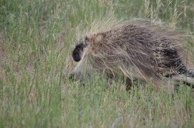 Saskatchewan, Kanada 'da toprak bir yol boyunca vahşi kirpi.