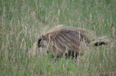 Saskatchewan, Kanada 'da toprak bir yol boyunca vahşi kirpi.