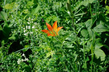Batı Kızıl Zambağı Saskatchewan, Kanada 'da büyüyor..