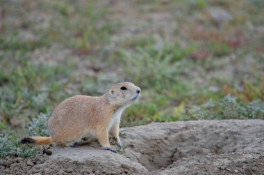 Kanada Saskatchewan 'daki Grasslands Ulusal Parkı' nda yabani siyah kuyruklu çayır köpeği.