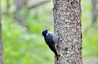 Siyah Destekli Ağaçkakan Prens Albert Ulusal Parkı, Saskatchewan, Kanada.