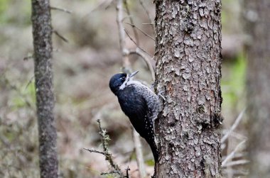 Siyah Destekli Ağaçkakan Prens Albert Ulusal Parkı, Saskatchewan, Kanada.