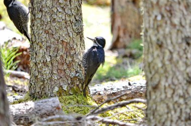 Siyah Destekli Ağaçkakan Prens Albert Ulusal Parkı, Saskatchewan, Kanada.
