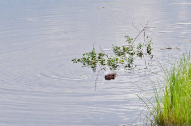 Kanada Saskatchewan 'da ağaç dallarıyla yüzen kunduz..