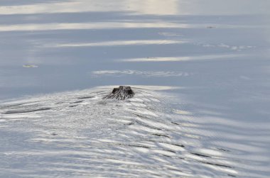 Kanada Saskatchewan 'da ağaç dallarıyla yüzen kunduz..