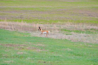 Güney Saskatchewan, Kanada 'da bir tarlada vahşi bir antilop..