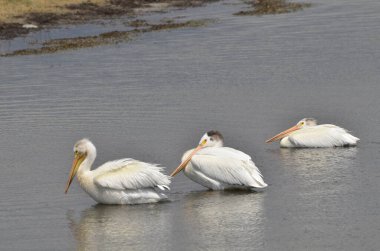 Kuzey Saskatchewan, Kanada 'da bir nehir boyunca Amerikan beyaz pelikanları.