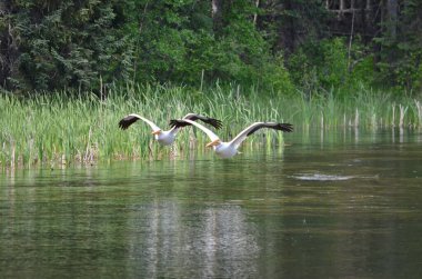 Kuzey Saskatchewan, Kanada 'da bir nehir boyunca Amerikan beyaz pelikanları.