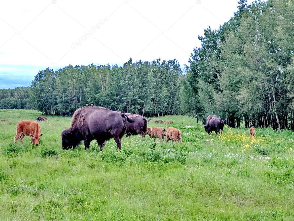 Plains Bison in Elk Island National Park in Alberta, Canada.