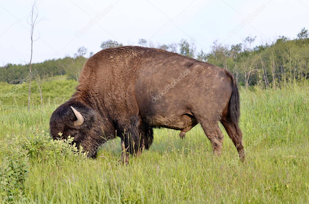 Plains Bison in Elk Island National Park in Alberta, Canada.