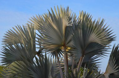 Meksika 'da gümüş tropik palmiye yaprakları.
