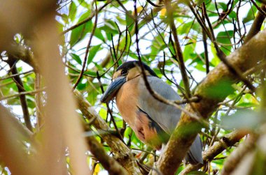 Teknede Heron 'un San Blas, Meksika' daki mangrov bataklığında olduğu yazıyordu.
