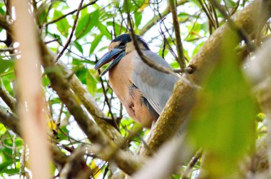 Teknede Heron 'un San Blas, Meksika' daki mangrov bataklığında olduğu yazıyordu.