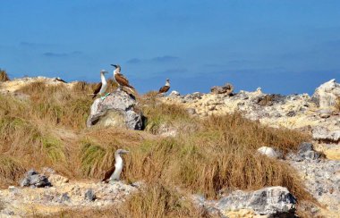 Isla Isabel 'de Mavi Ayaklı Meme. Meksika' nın 25 km açığındaki volkanik bir ada..