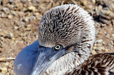 Isla Isabel 'de Mavi Ayaklı Meme. Meksika' nın 25 km açığındaki volkanik bir ada..