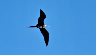 San Blas, Meksika yakınlarındaki Isla Isabel üzerinde uçan muhteşem sürgülü kuş..