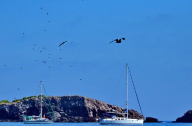 San Blas, Meksika yakınlarındaki Isla Isabel üzerinde uçan muhteşem sürgülü kuş..