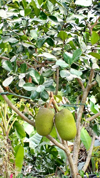 Jackfruit Rostoucí Stromě Poblíž Bajada Mexiko — Stock fotografie
