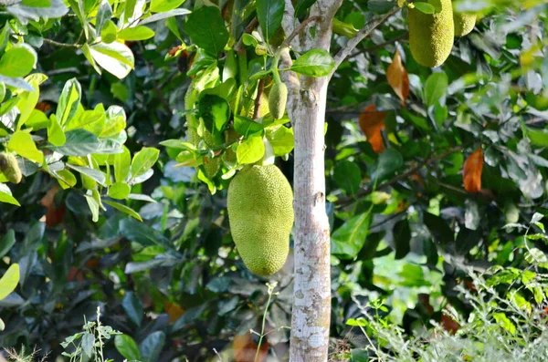 Jackfruit Cresce Sull Albero Vicino Bajada Messico — Foto Stock
