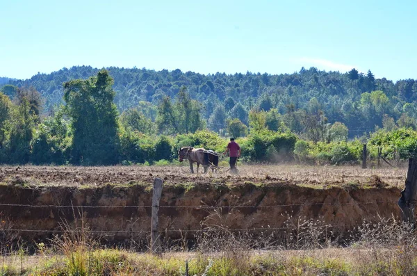 Farmer Szántás Mező Csapat Lovak Mexikóban — Stock Fotó