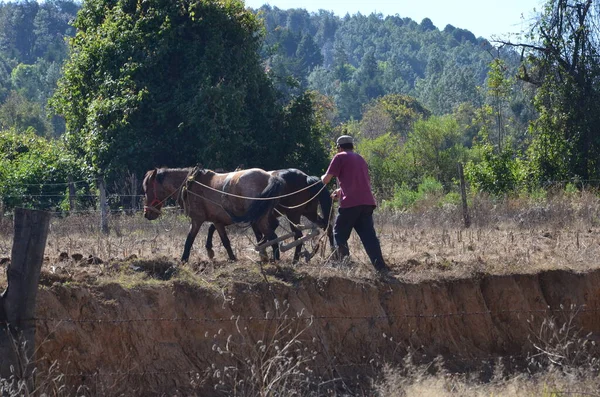 Campo Lavoura Agricultores Com Equipe Cavalos México — Fotografia de Stock