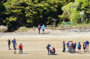 Abel Tasman Ulusal Parkı, Güney Adası, Yeni Zelanda, 11 Kasım 2016: Abel Tasman Ulusal Parkı 'ndaki sahilde yürüyüşçüler.