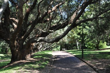 Auckland, Yeni Zelanda - 5 Aralık 2016: Auckland Domain Kış Bahçeleri, Kuzey Adası, Yeni Zelanda.
