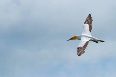 Avustralyalı Sümsük kuşu, Muriwai Sahili, Kuzey Adası, Yeni Zelanda