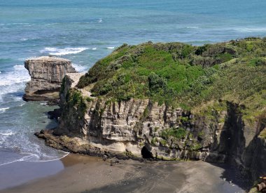 Avustralyalı Sümsük kuşu, Muriwai Sahili, Kuzey Adası, Yeni Zelanda