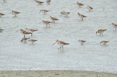 Miranda Shorebird Center, Yeni Zelanda 'da uzun kuyruklu Godwits ve Red Knots