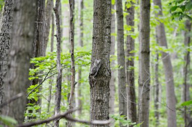 Bebek Doğu Cırtlak Baykuş Toronto, Ontario, Kanada 'da bir ağaca tünedi..