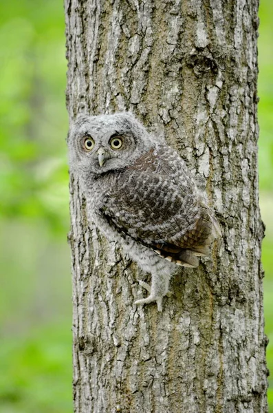 Baby Eastern Screech Owl Perched Tree Toronto Ontario Canada — Stock Photo, Image