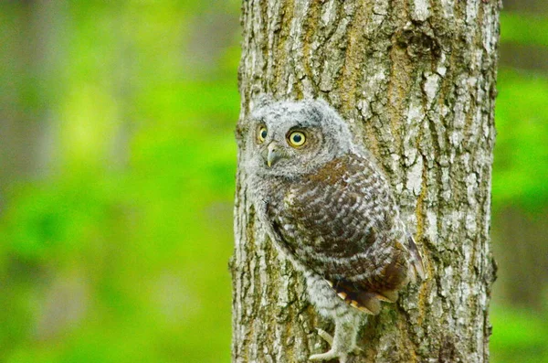 Baby Eastern Screech Owl Perched Tree Toronto Ontario Canada — Stock Photo, Image