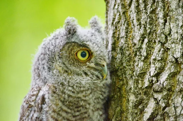 Baby Eastern Screech Owl Perched Tree Toronto Ontario Canada — Stock Photo, Image