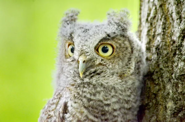 Baby Eastern Screech Owl Uppflugen Ett Träd Toronto Ontario Kanada — Stockfoto