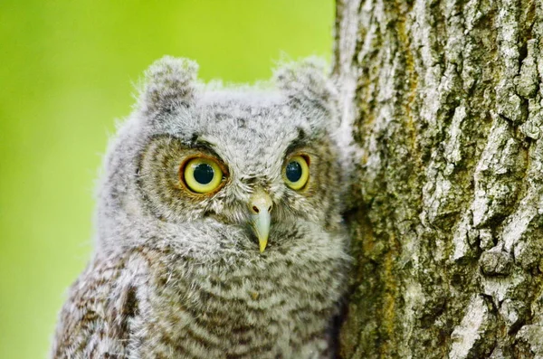 Baby Eastern Screech Owl Empoleirado Uma Árvore Toronto Ontário Canadá Fotografias De Stock Royalty-Free