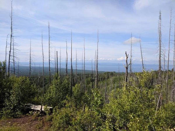 Lily Lakeハイキングコース Less Slave Lake Provincial Park アルバータ州 カナダ — ストック写真