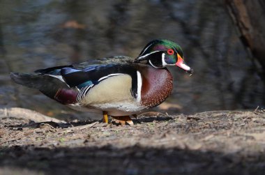 Orman ördeği Drake, Aix Sponsa