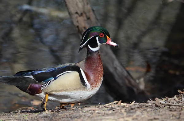 Pato Madera Drake Aix Sponsa — Foto de Stock