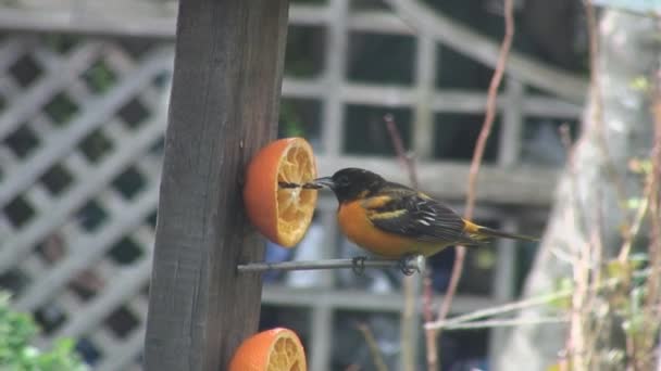 Baltimore Oriole Pomarańczę — Wideo stockowe
