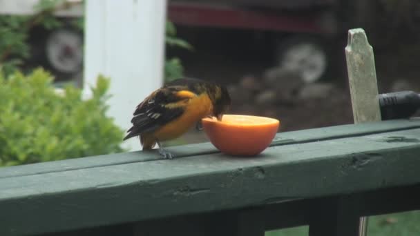 Baltimore Oriole Eating Orange — Stock Video