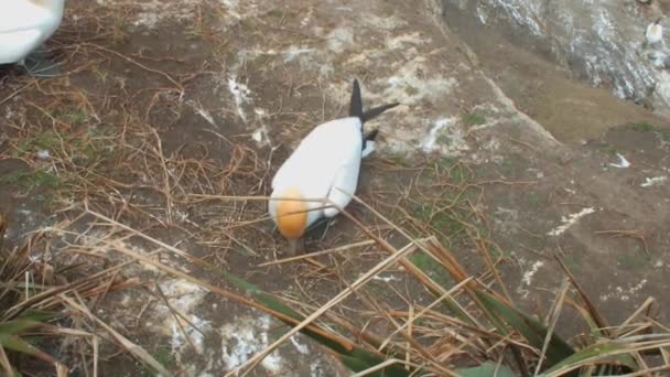 Gannets Australasiáticos Colonia Muriwai Gannet Isla Norte Nueva Zelanda — Vídeo de stock