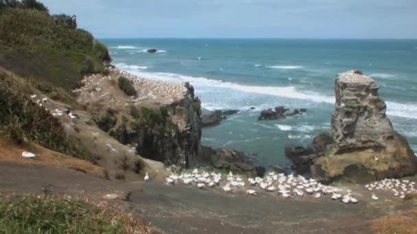 Australasiatiska Gannets Vid Muriwai Gannet Colony Nordön Nya Zeeland — Stockvideo