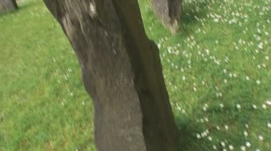 County Wexford, İrlanda, 27 Mayıs 2012 İrlanda Ulusal Mirası Parkında Stone Circle.