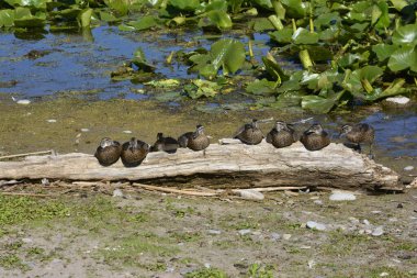 Orman ördeği yavruları Ontario, Kanada 'da bir kütükte bir araya geldiler..