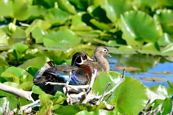 Patos Madeira Ontario Canadá — Fotografia de Stock