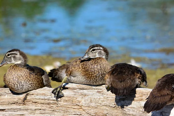 Wood Duck Babies Gathered Together Log Ontario Canada — Stock Photo, Image